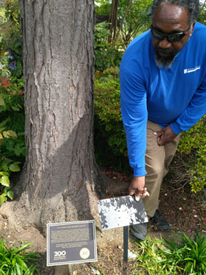 BEFORE AND AFTER PHOTO OF OUR 2019 PLAQUE REPLACEMENT. BILLY MCCLAIN, THE HEAD GROUNDSKEEPER, ALLOWED US TO IDENTIFY ALL OF THE HISTORIC TREES AND ACCURATELY RECREATE THE PLAQUES.