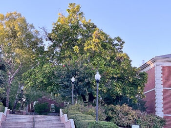 Cyrus Hall McCormick Catalpa