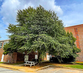 Jesse Owens Water Oak