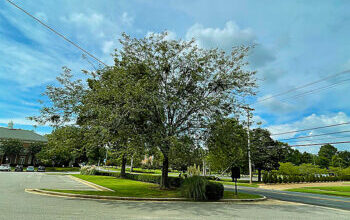 Jesse Owens Honey Locust 