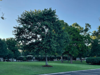 Alex Haley Silver Maple