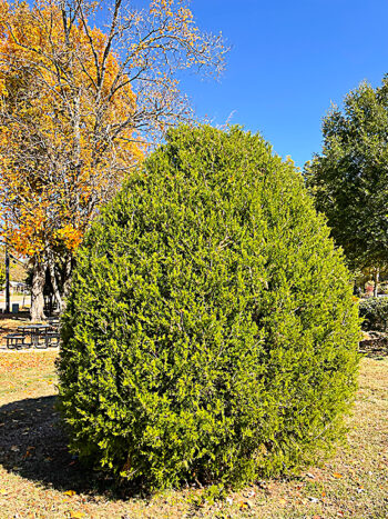 Wilbur and Orville Wright Red Cedar