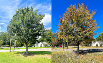 Williamsburg Silver Maple