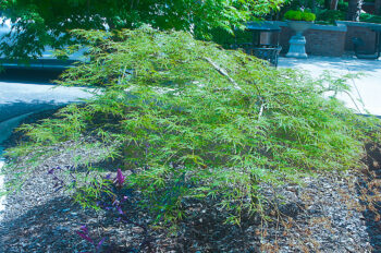 Margaret Maples Oliver & Annie Maples Matthews Japanese Maple